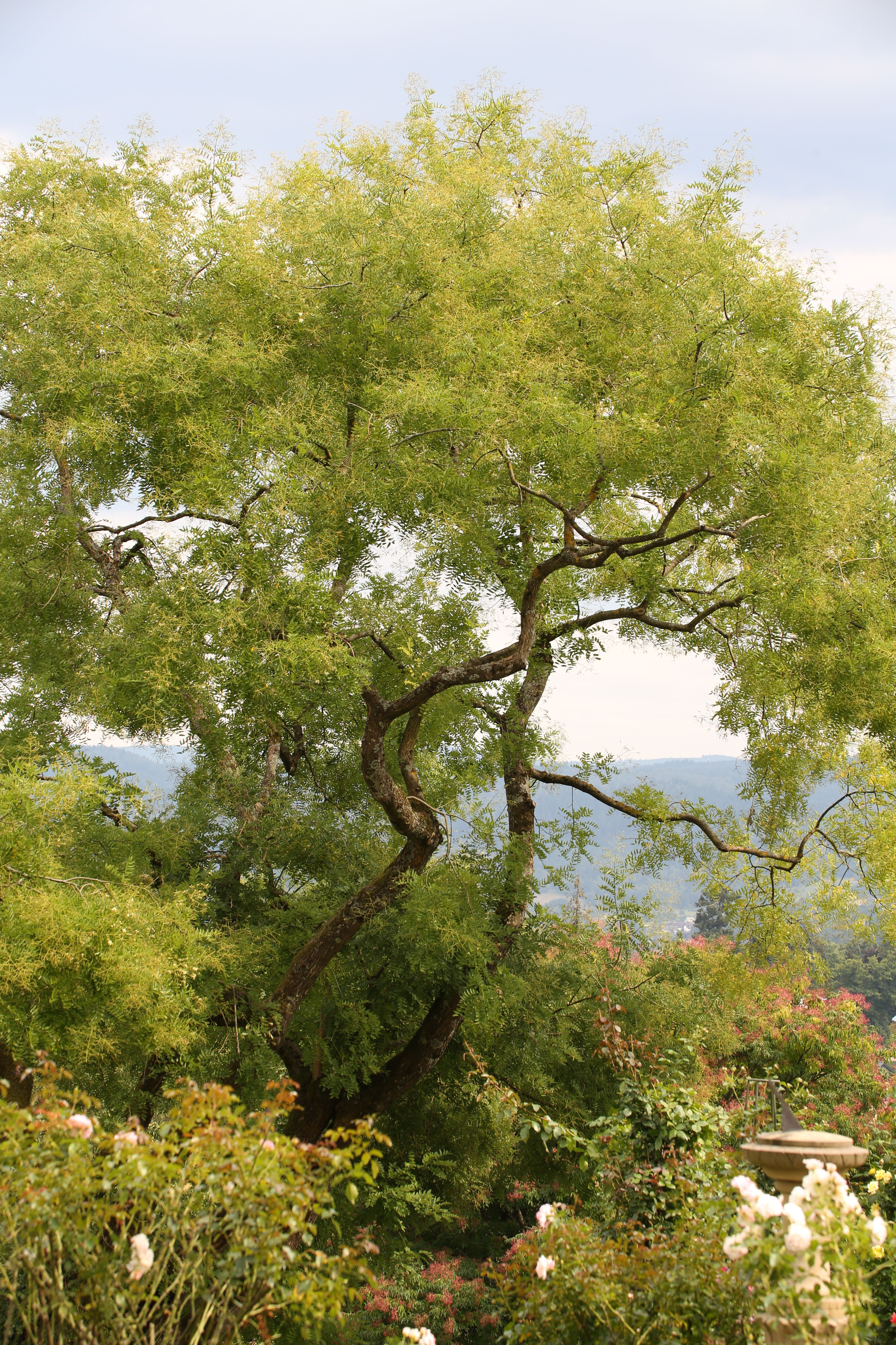 Serene Green Tree in Scenic Garden Landscape · Free Stock Photo