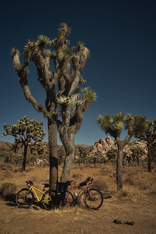 100 000 Best Joshua Tree Photos 100 Free Download Pexels Stock Photos