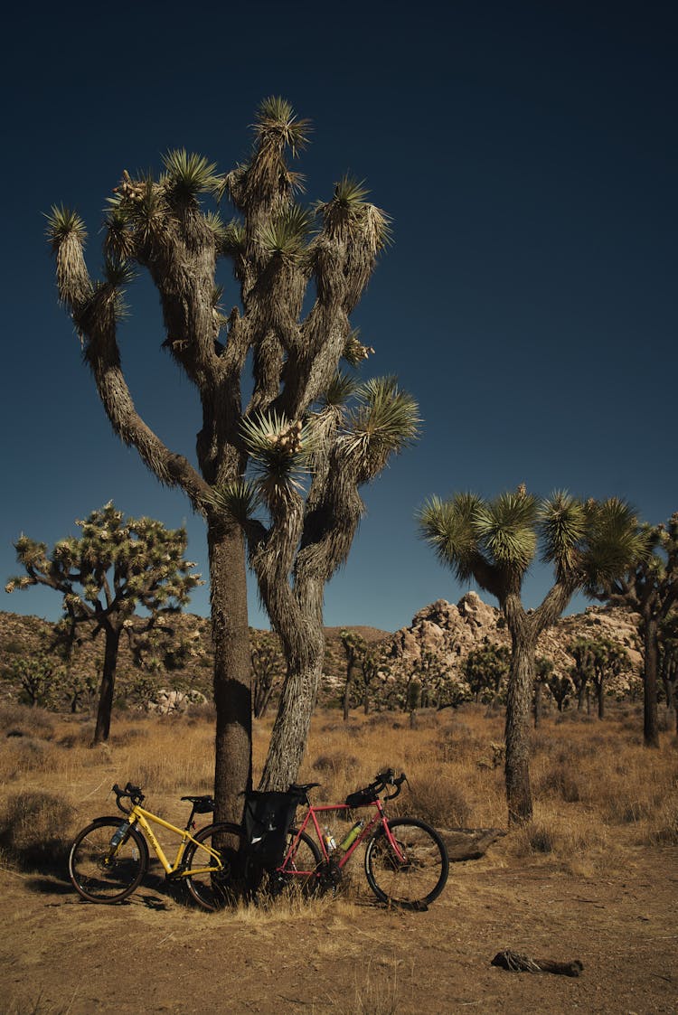 Red And Yellow Bicycles Parked Beside Joshua Tree