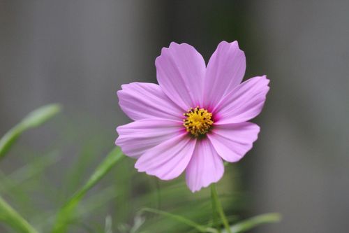 Free Close-up of a vibrant pink cosmos flower with green foliage background. Stock Photo