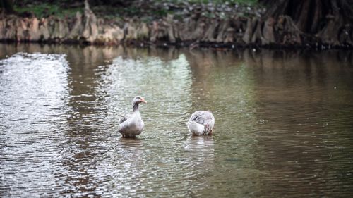 Free Two geese leisurely wading in a tranquil lake surrounded by lush greenery. Stock Photo