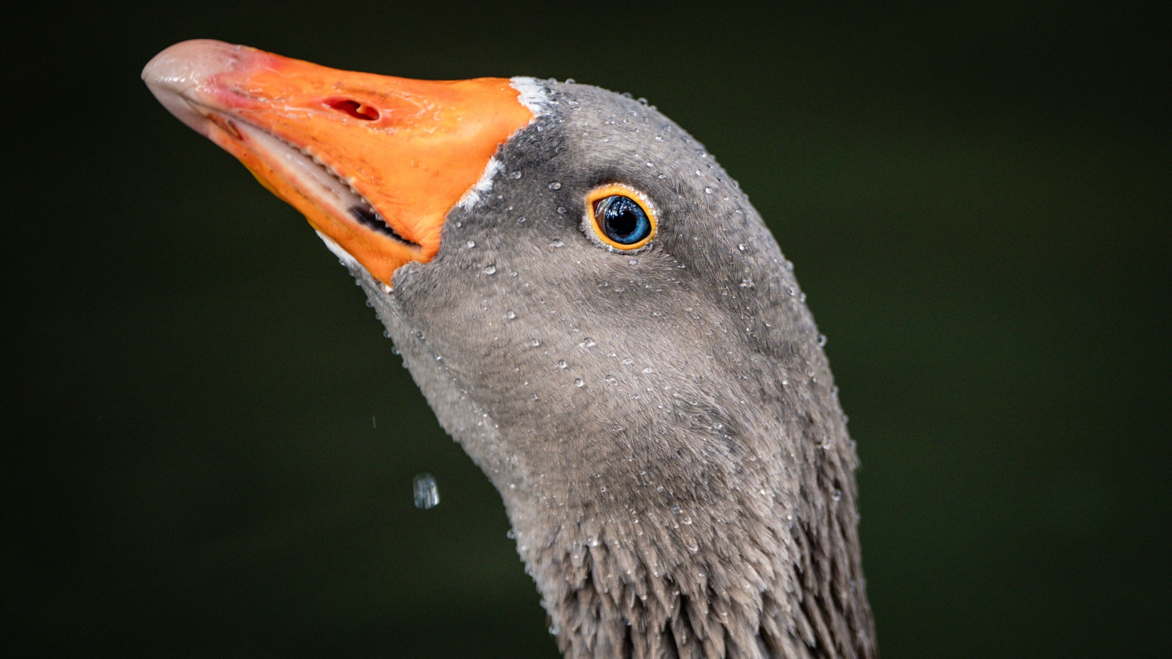 Grey Goose