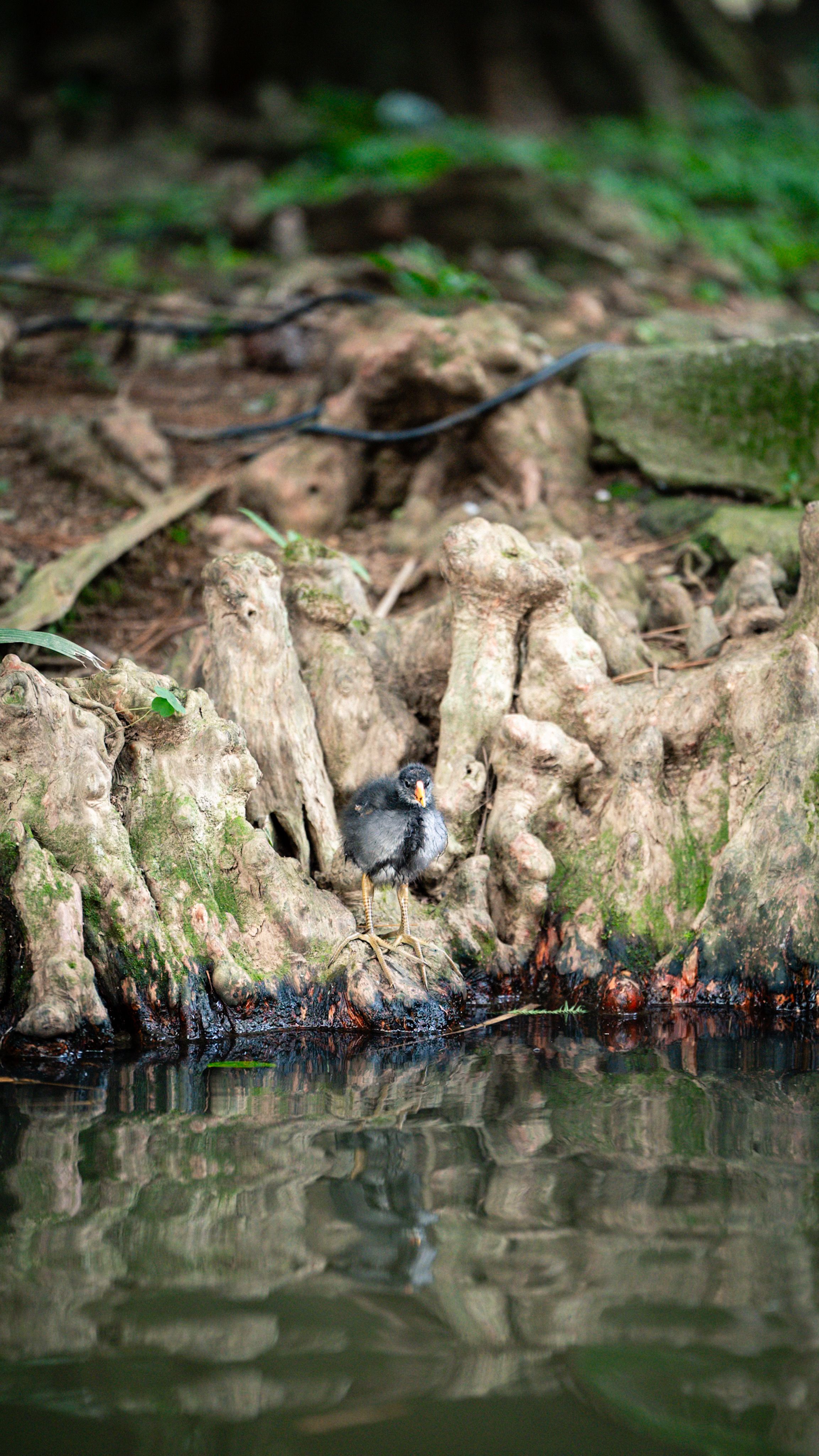 Juvenile Bird Resting by Tree Roots on Riverbank · Free Stock Photo