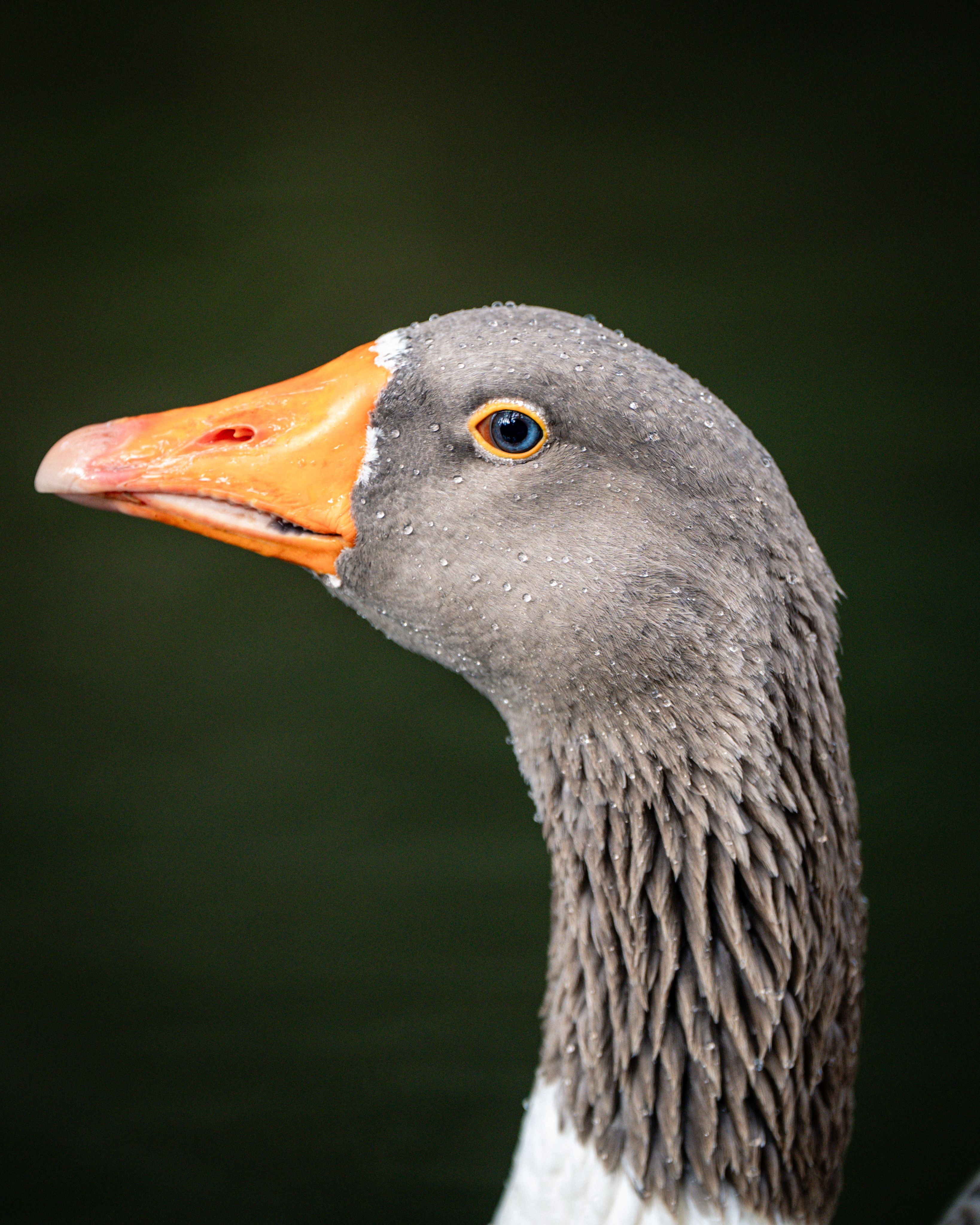 Close-up of a Greylag Goose Profile Against Green Background · Free ...