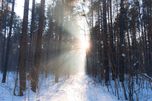 Captivating winter forest with sunlight streaming through tall trees, creating a serene atmosphere.