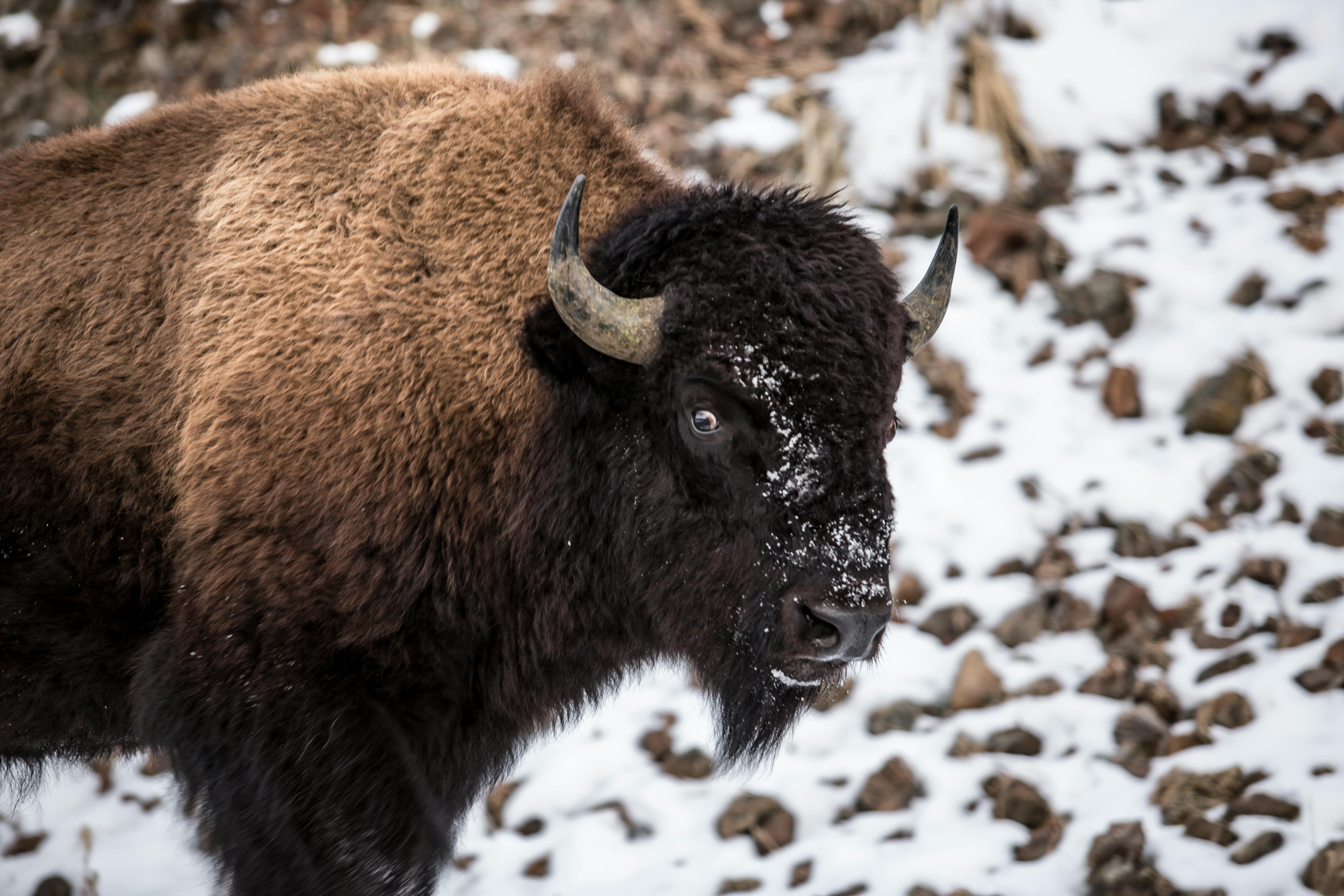 grátis Close de um bisão americano em Yellowstone, exibindo seu pelo contra um fundo de neve. Foto profissional