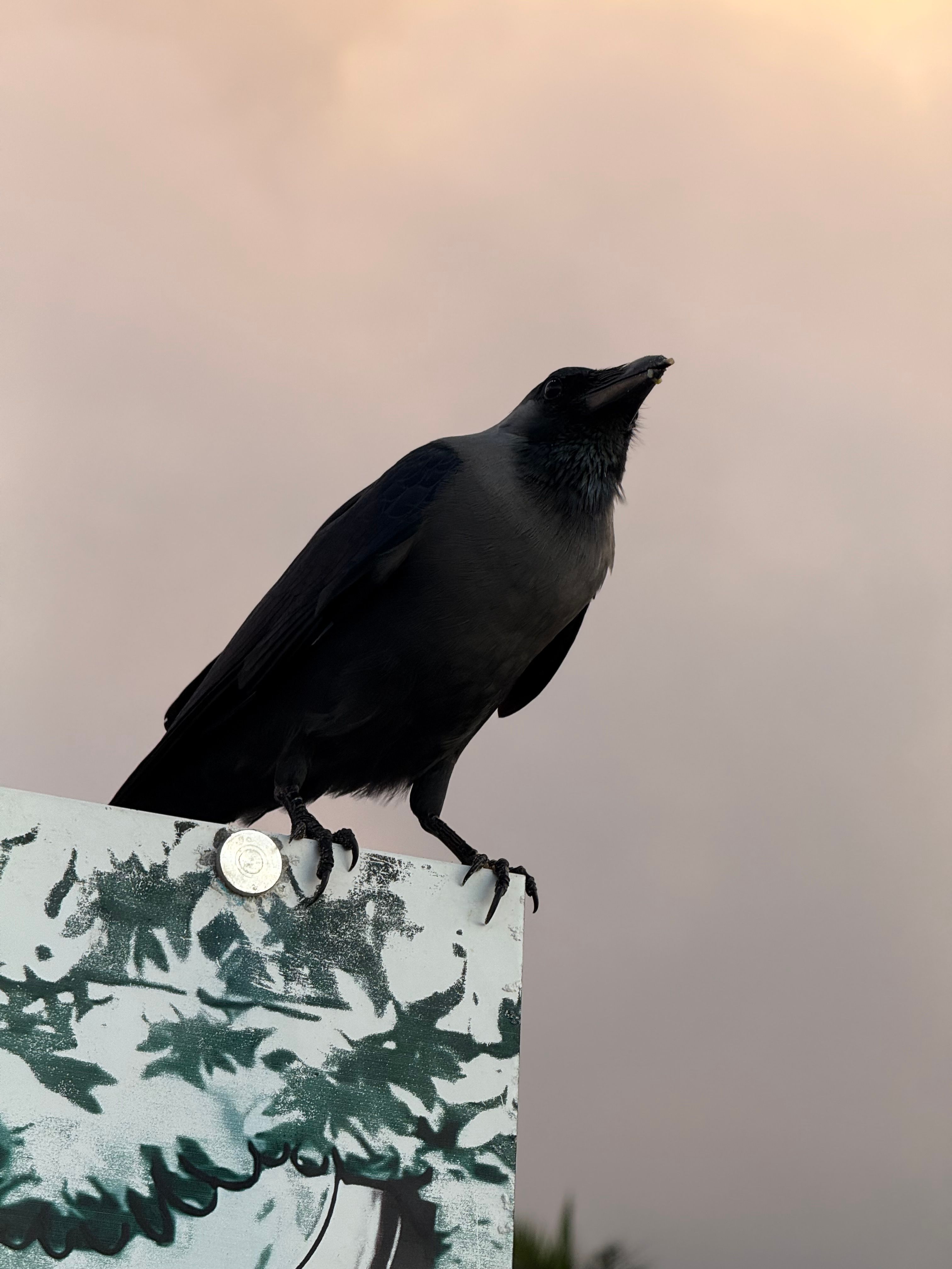 A crow perched on a graffiti-covered sign against a dusk sky.