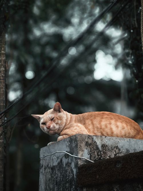 Free A serene ginger cat resting on a concrete wall with a blurred forest background. Stock Photo