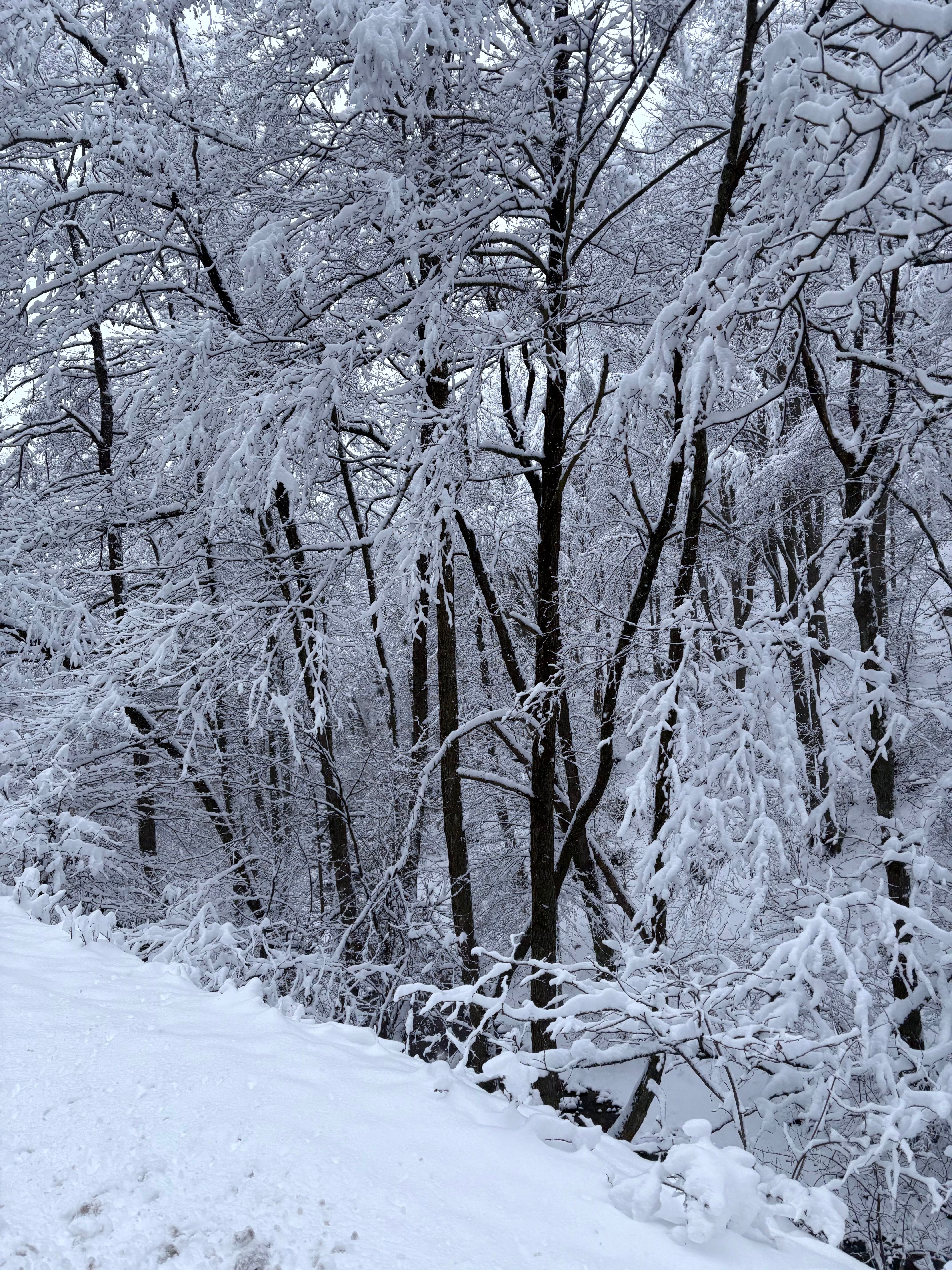 Serene Snow-Covered Forest in Winter · Free Stock Photo