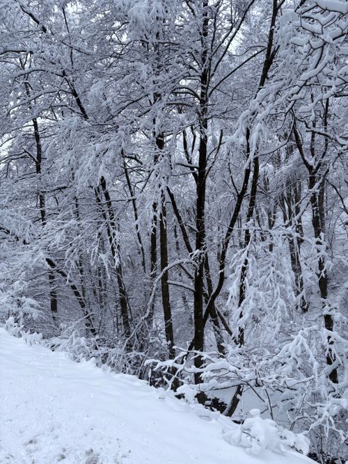 Free A tranquil winter scene of a snow-laden forest in Bulgaria, capturing the silent beauty of nature. Stock Photo