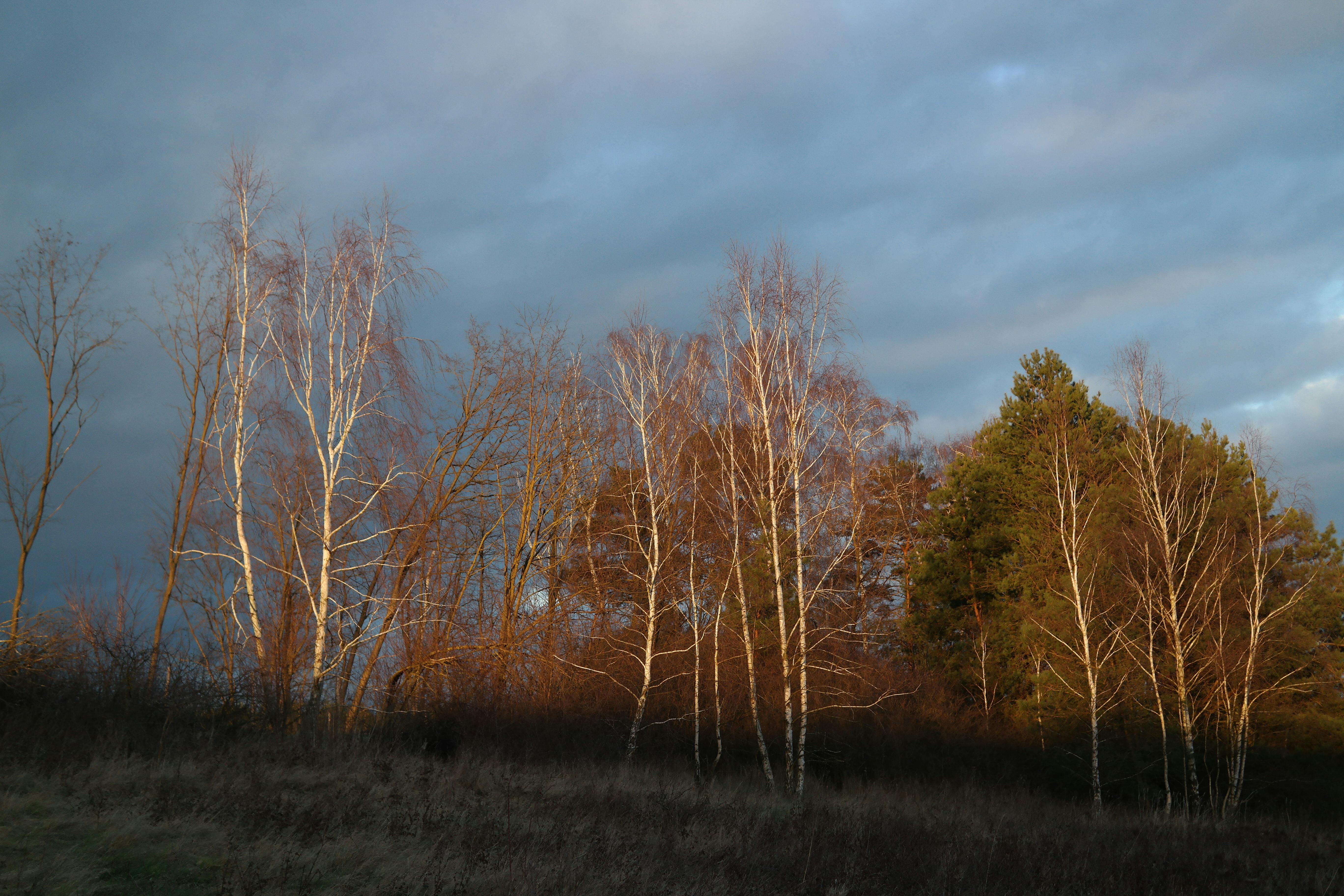 The low midnight sun filtering through birch trees in Swedish Lapland