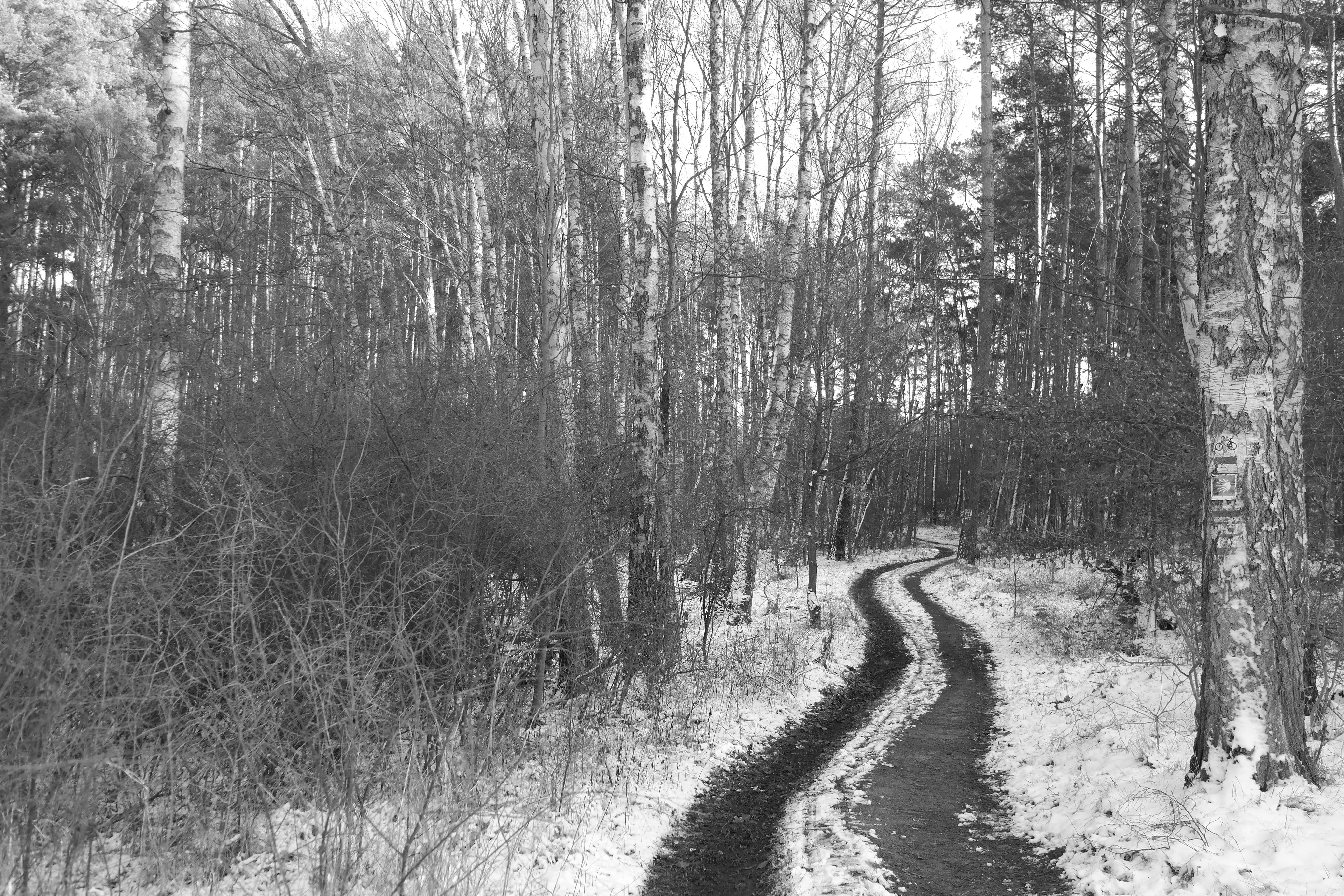 Serene Snowy Forest Path in Winter · Free Stock Photo