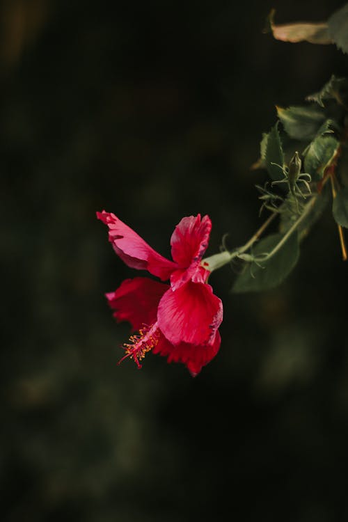 無料 赤いハイビスカスの花 写真素材