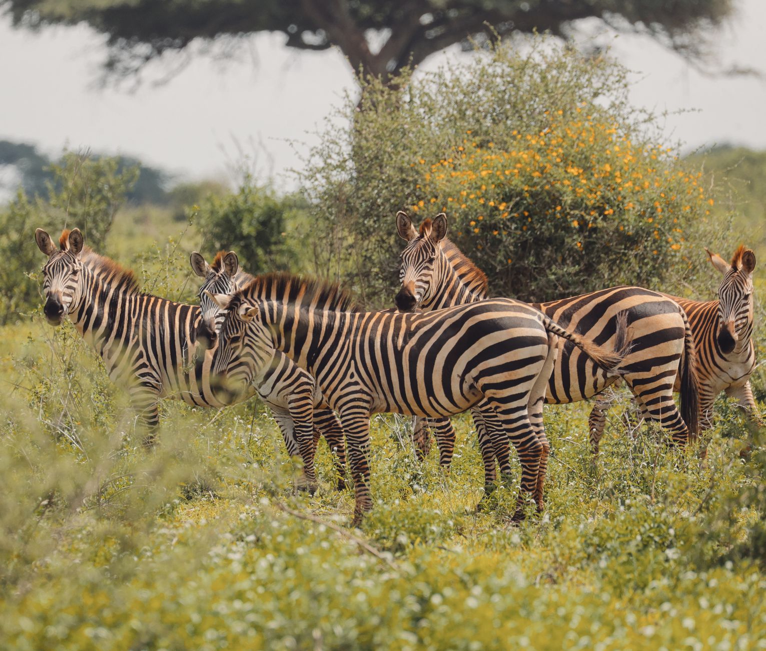 Zebras in the wild. Photo by Amani Allan on Pexels