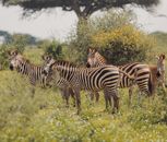 Zebras in the wild