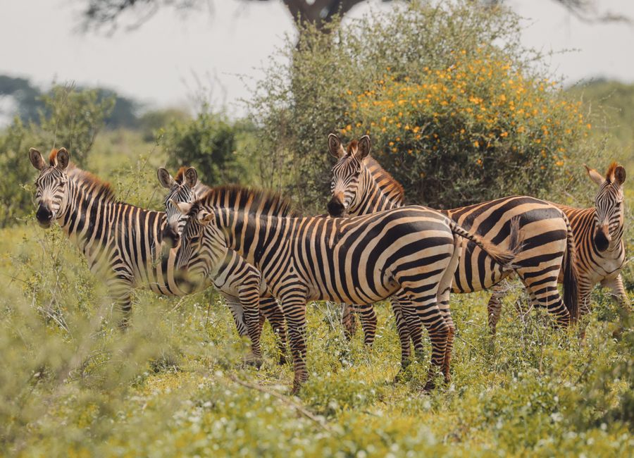 Zebras in the wild