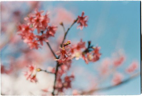 Free Blurred cherry blossoms with a dreamy sky background, capturing spring's essence. Stock Photo