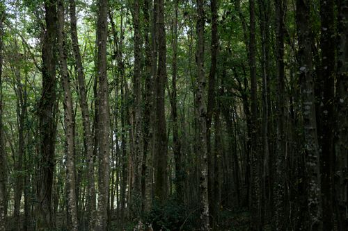 Free A lush and dense forest scene capturing tall trees and rich greenery in İstanbul, Türkiye. Stock Photo