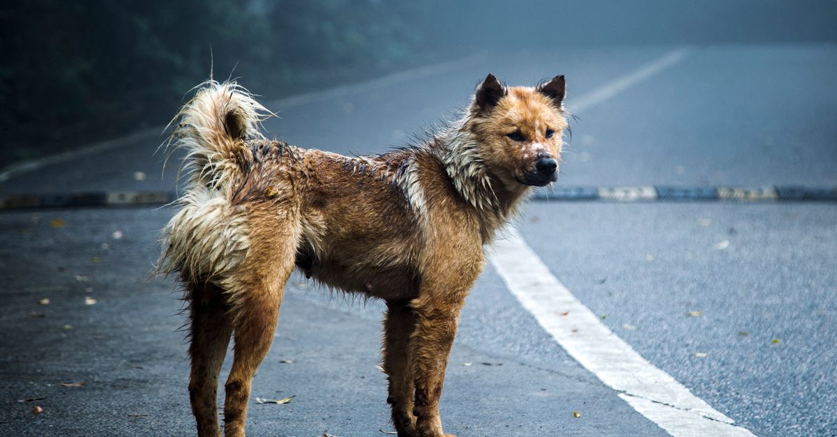 PAHO Launches Tool to Combat Rabies in Latin America and Caribbean