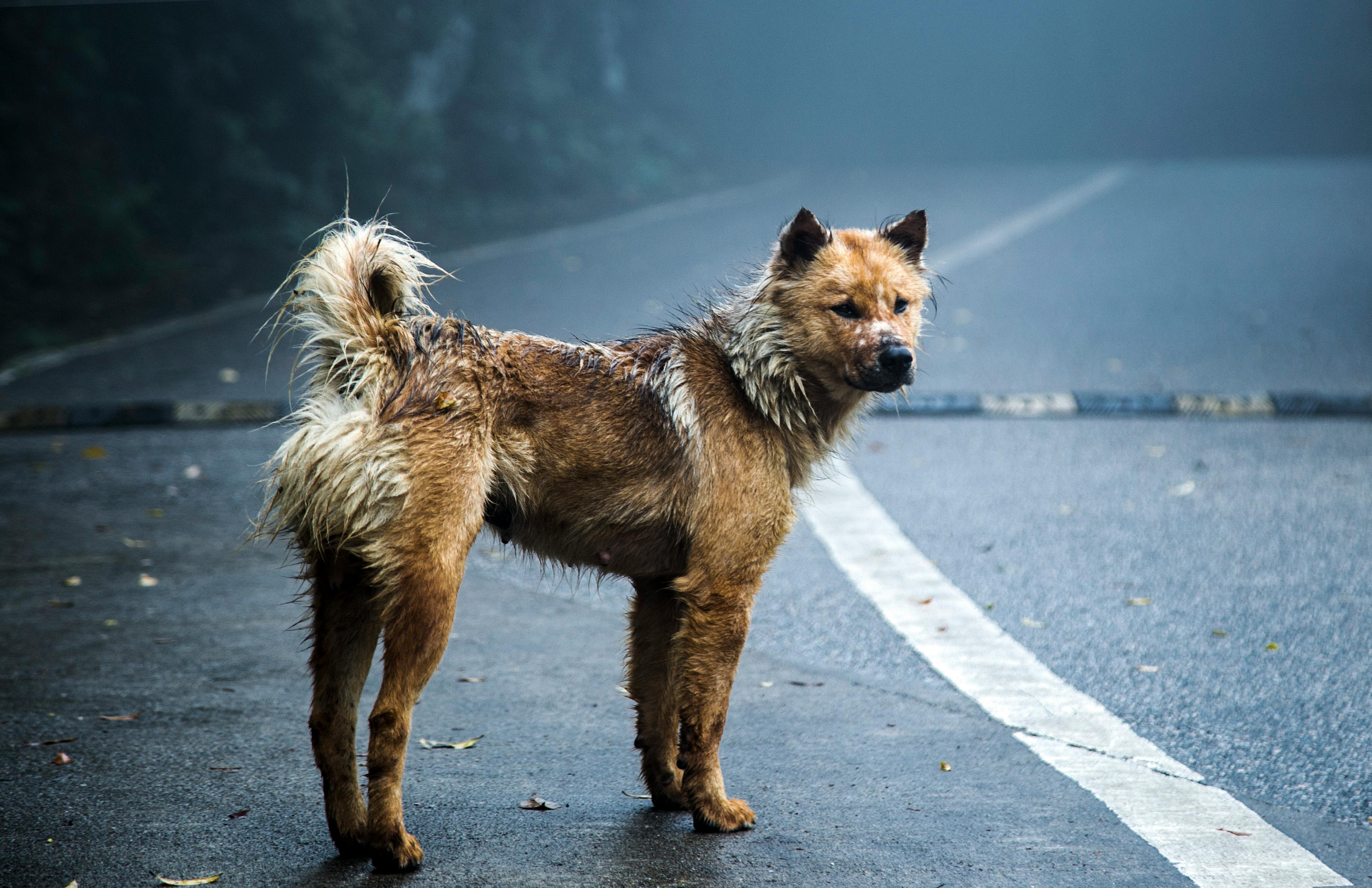 Four Dogs \u00b7 Free Stock Photo