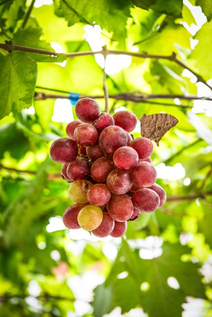 A vibrant bunch of red grapes on a vine, surrounded by lush green leaves. Perfect for winery themes.