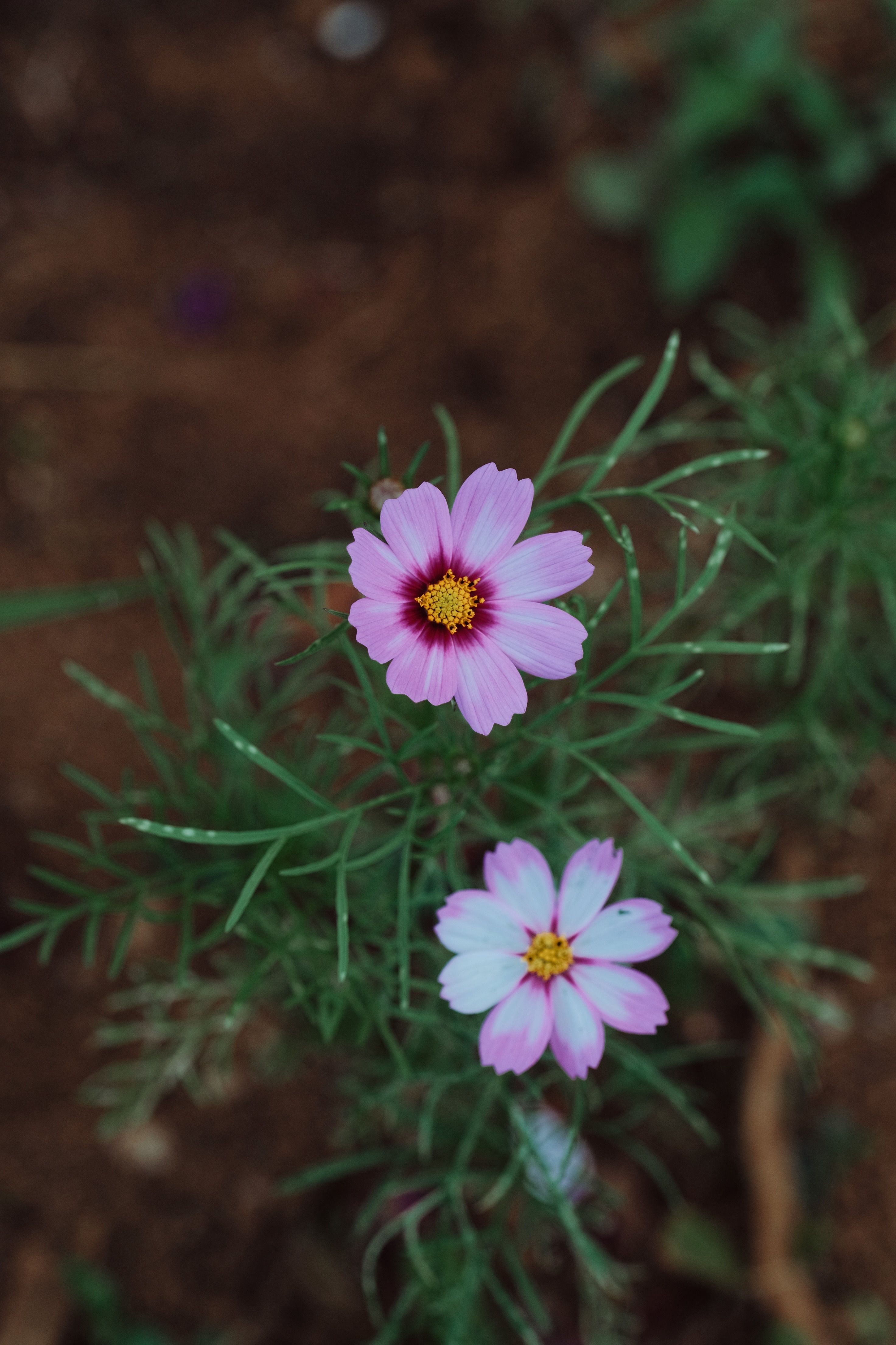 [ColoSach]-close-up-of-two-pink-cosmos-flowers-blooming-with-green-foliage.