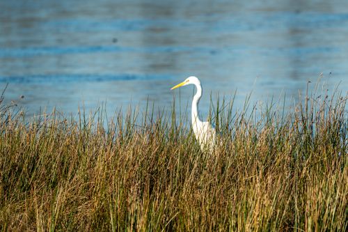 Free A Great Egret stands gracefully amidst tall reeds by the water's edge, capturing the tranquility of nature. Stock Photo