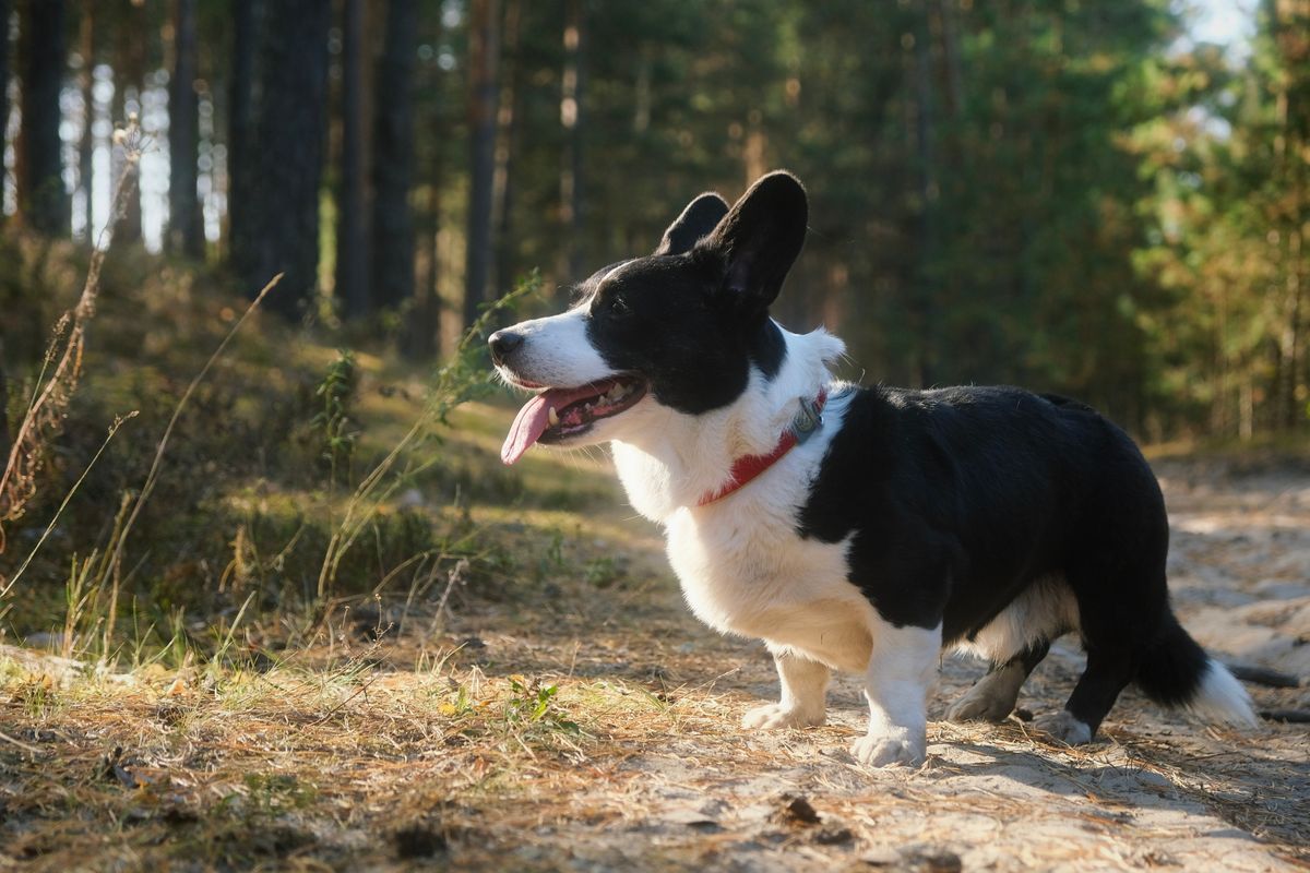 Welsh corgi cardigan – hundras