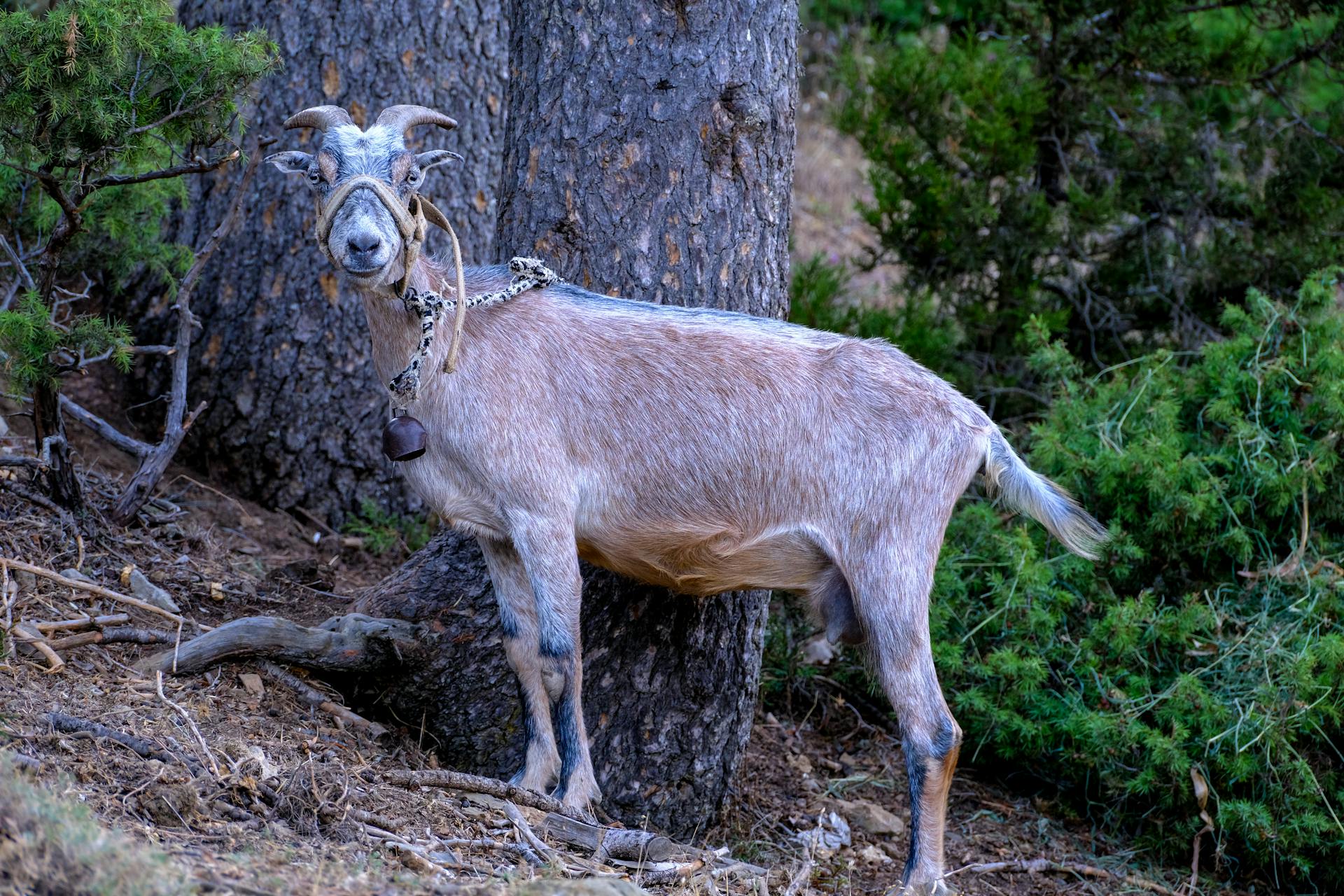 A goat with horns tethered to a tree, surrounded by forest greenery.