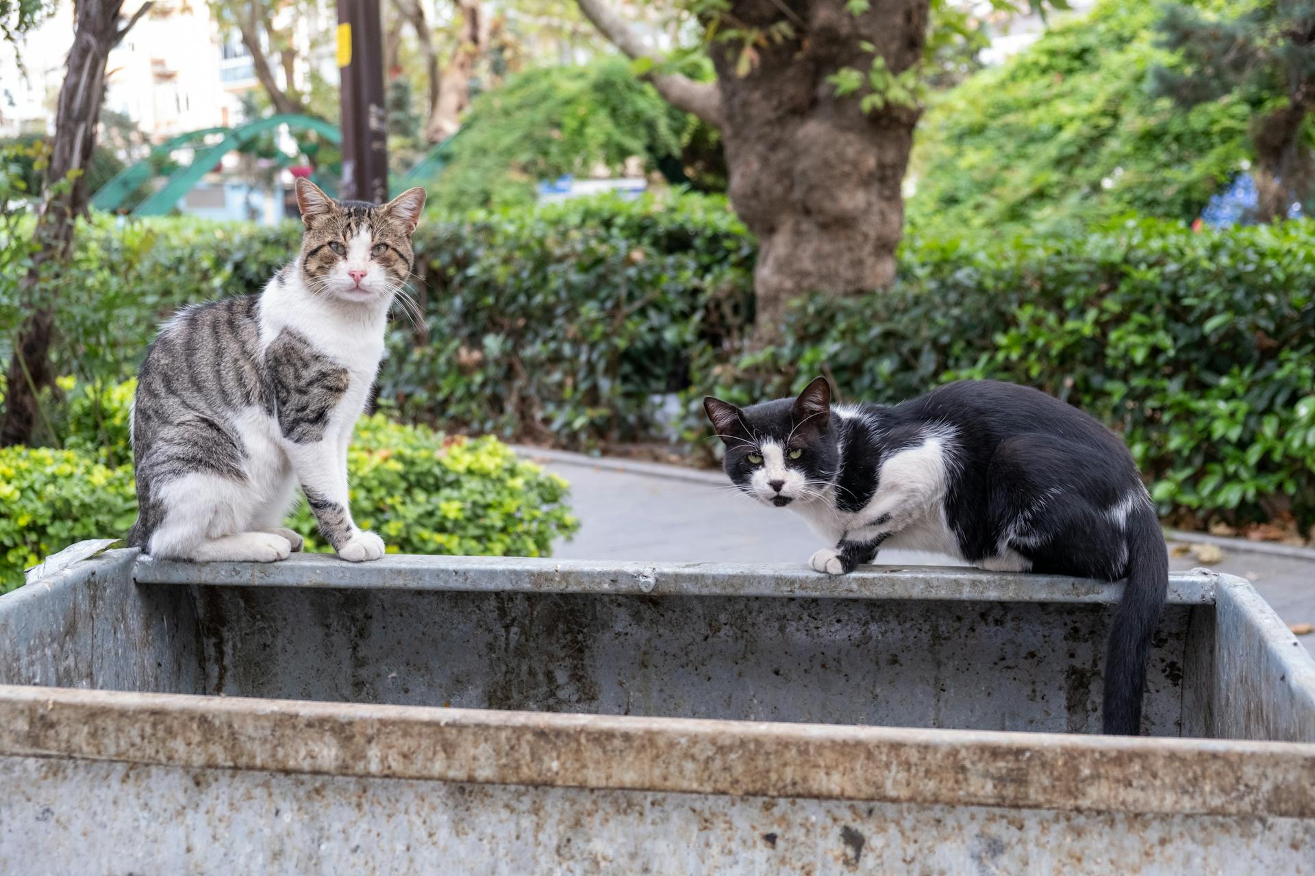 Two domestic cats perched on a metal container in a lush park environment.