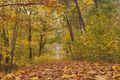 fall landscape
