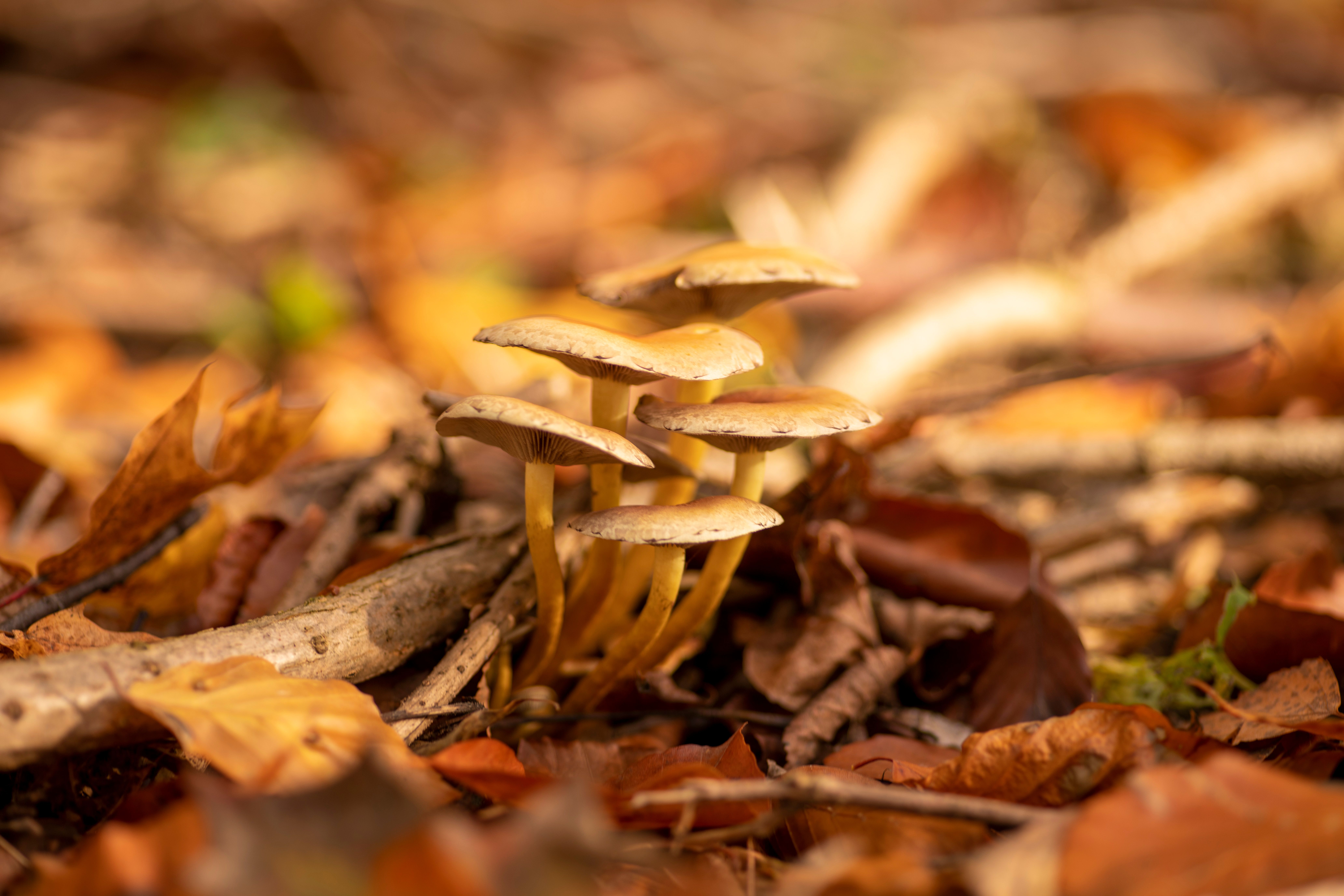 decomposers nature ecosystem