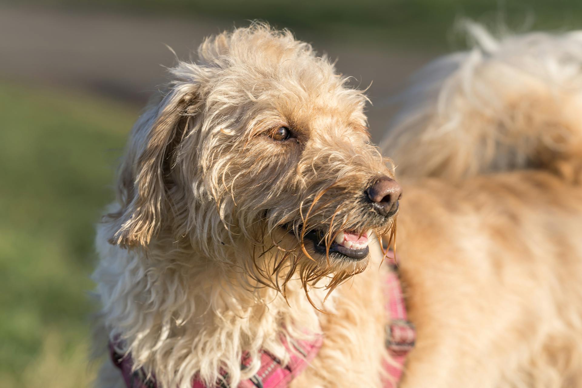 Close-up of a happy Golden Labradoodle in a sunny park, showcasing its playful and joyful nature.