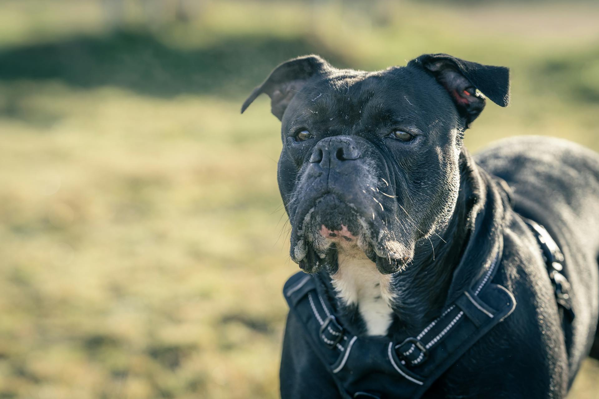 Portrait of a black Boxer dog with a harness on a sunny day outdoors.