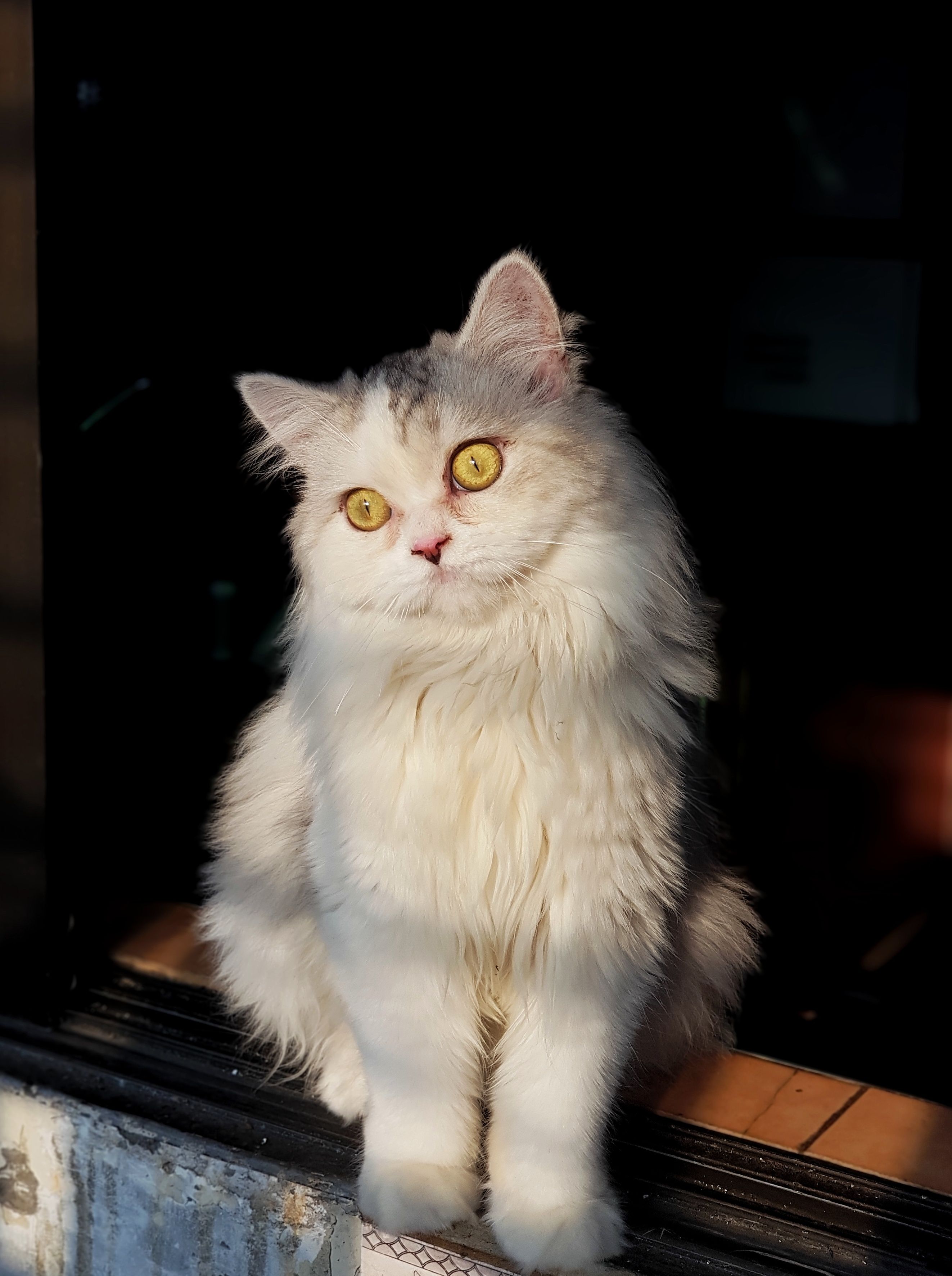 A fluffy white Persian cat with striking eyes sits in a sunlit window.