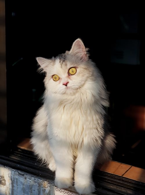 Free A fluffy white Persian cat with striking eyes sits in a sunlit window. Stock Photo