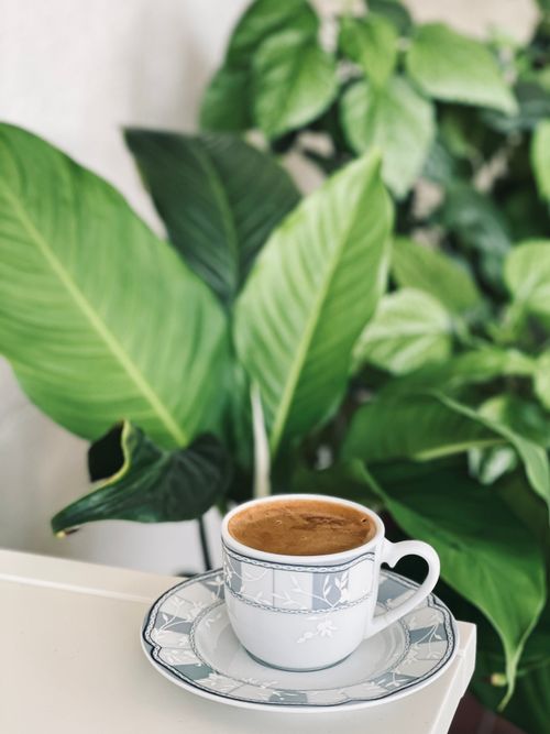Free Elegant coffee cup on table with vibrant green houseplants in the background. Stock Photo