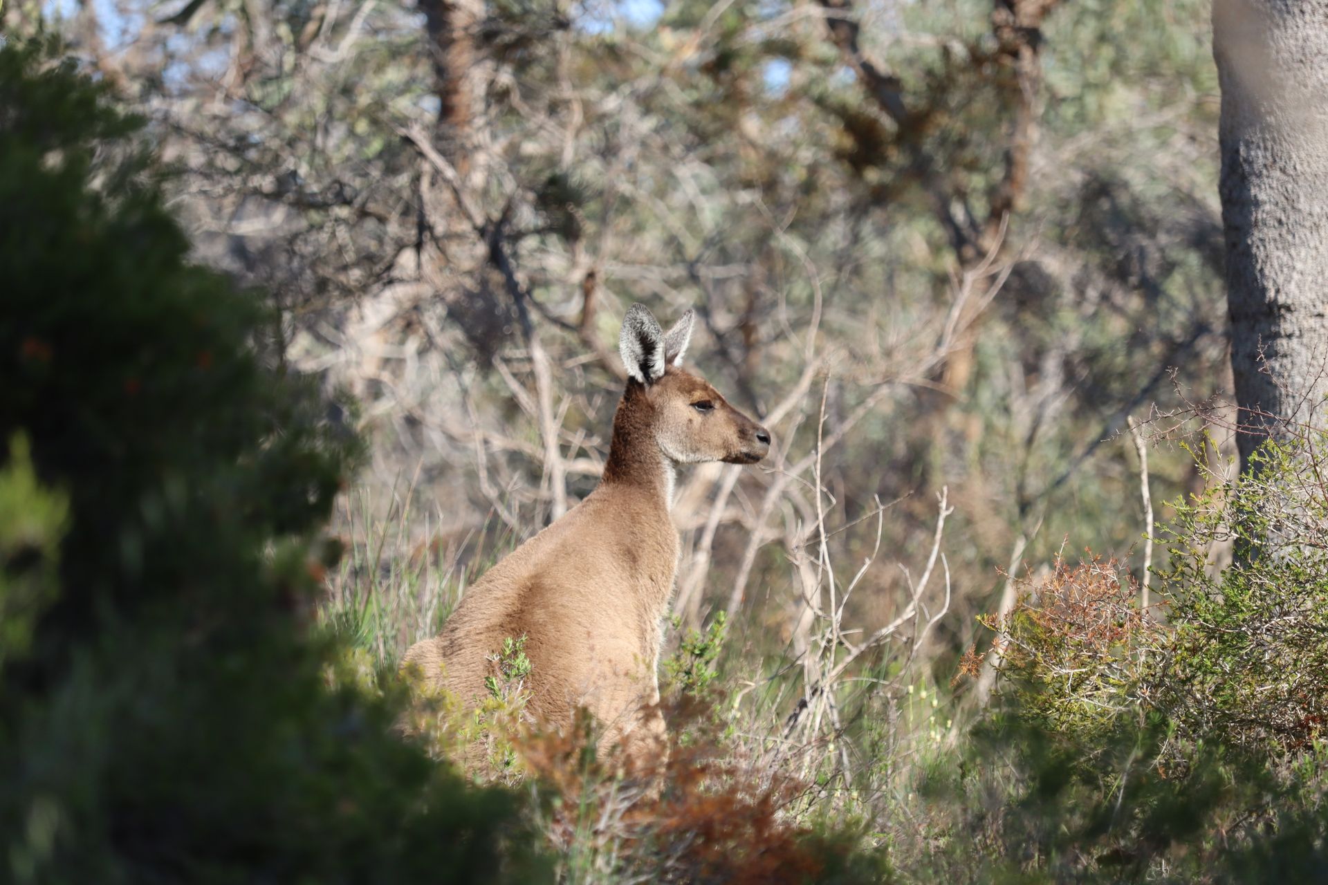 Australian Native in bush