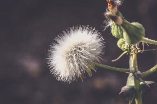 Immagine gratuita di estate, fiore, giardino