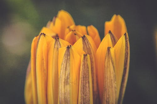 Immagine gratuita di fiore, giallo, giardino