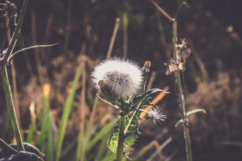 Free stock photo of flower, garden, spring