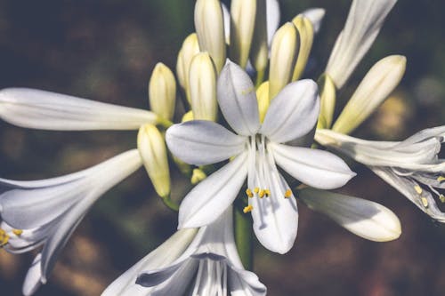 Immagine gratuita di bianco, fiore, giardino