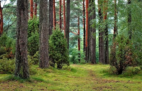 Gratis arkivbilde med årstid, bagasjerom, blader