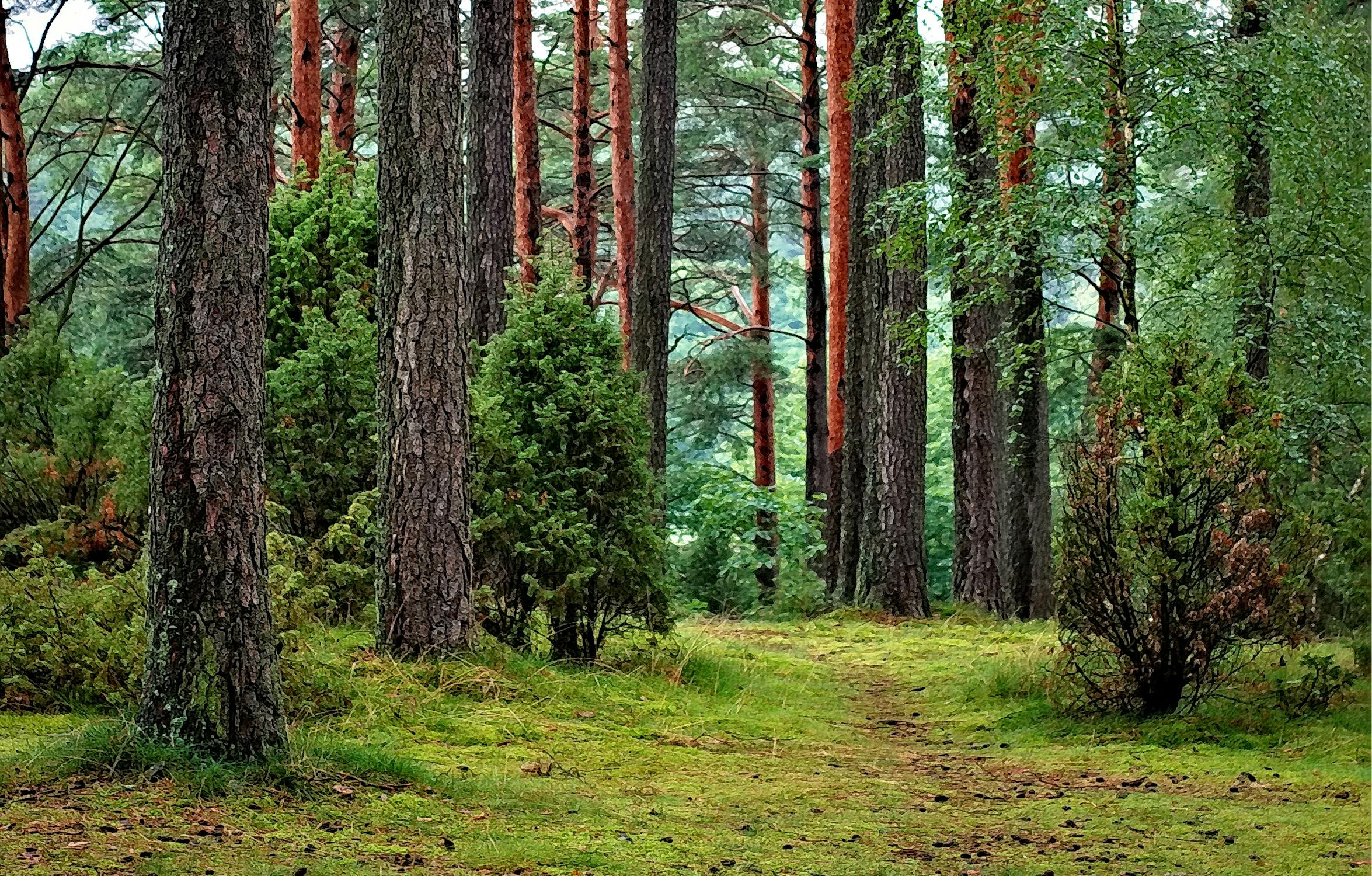 Schichten im Wald