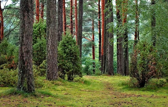 1000 Great Woods Photos Pexels Free Stock Photos