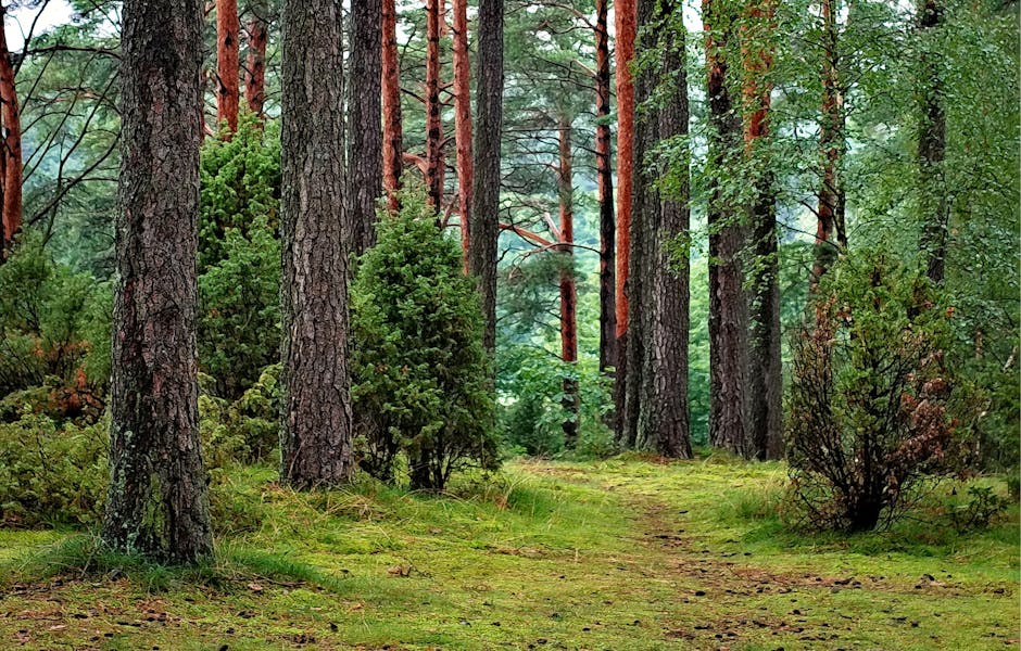 Green Leafed Trees