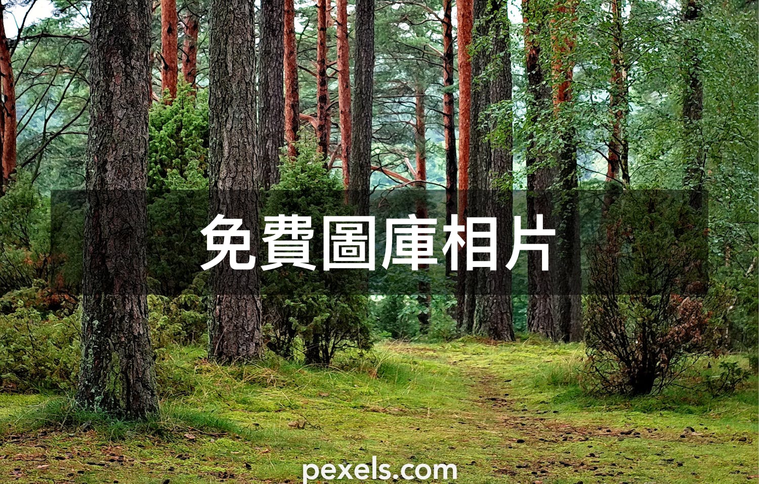 300 000 張最佳森林背景相片 100 免費下載 Pexels 圖庫相片