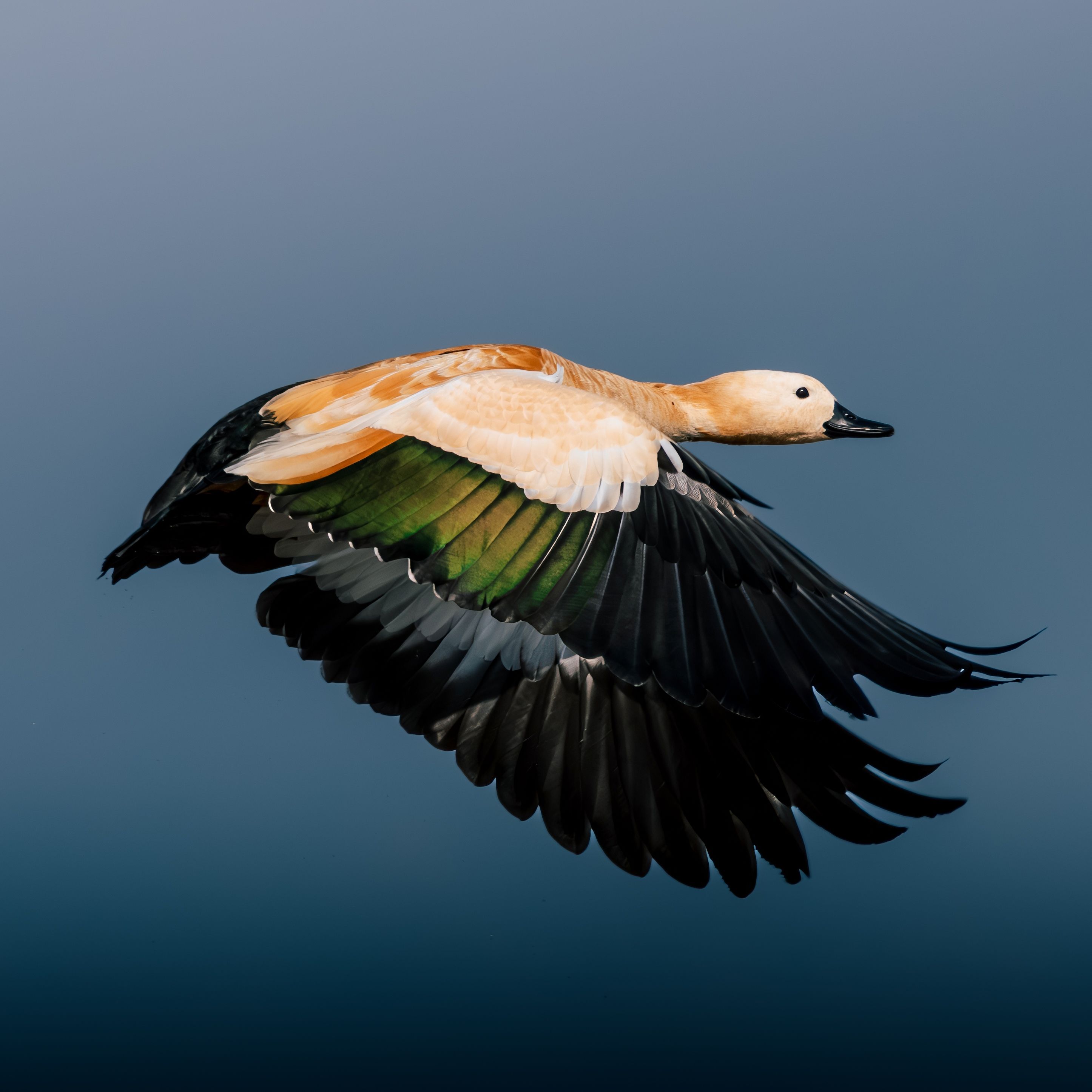 Captivating Flight of a Ruddy Shelduck · Free Stock Photo