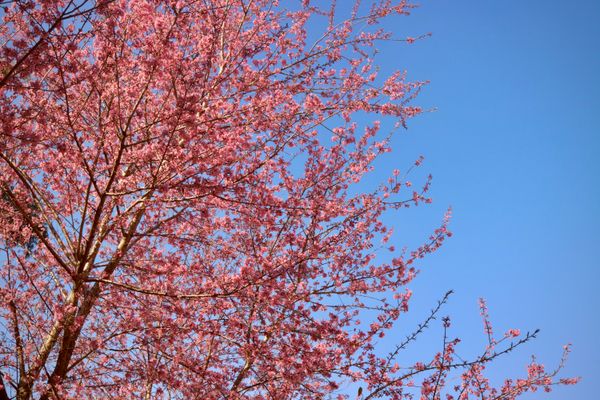 Vibrant Pink Cherry Blossoms Against Clear Blue Sky · Free Stock Photo