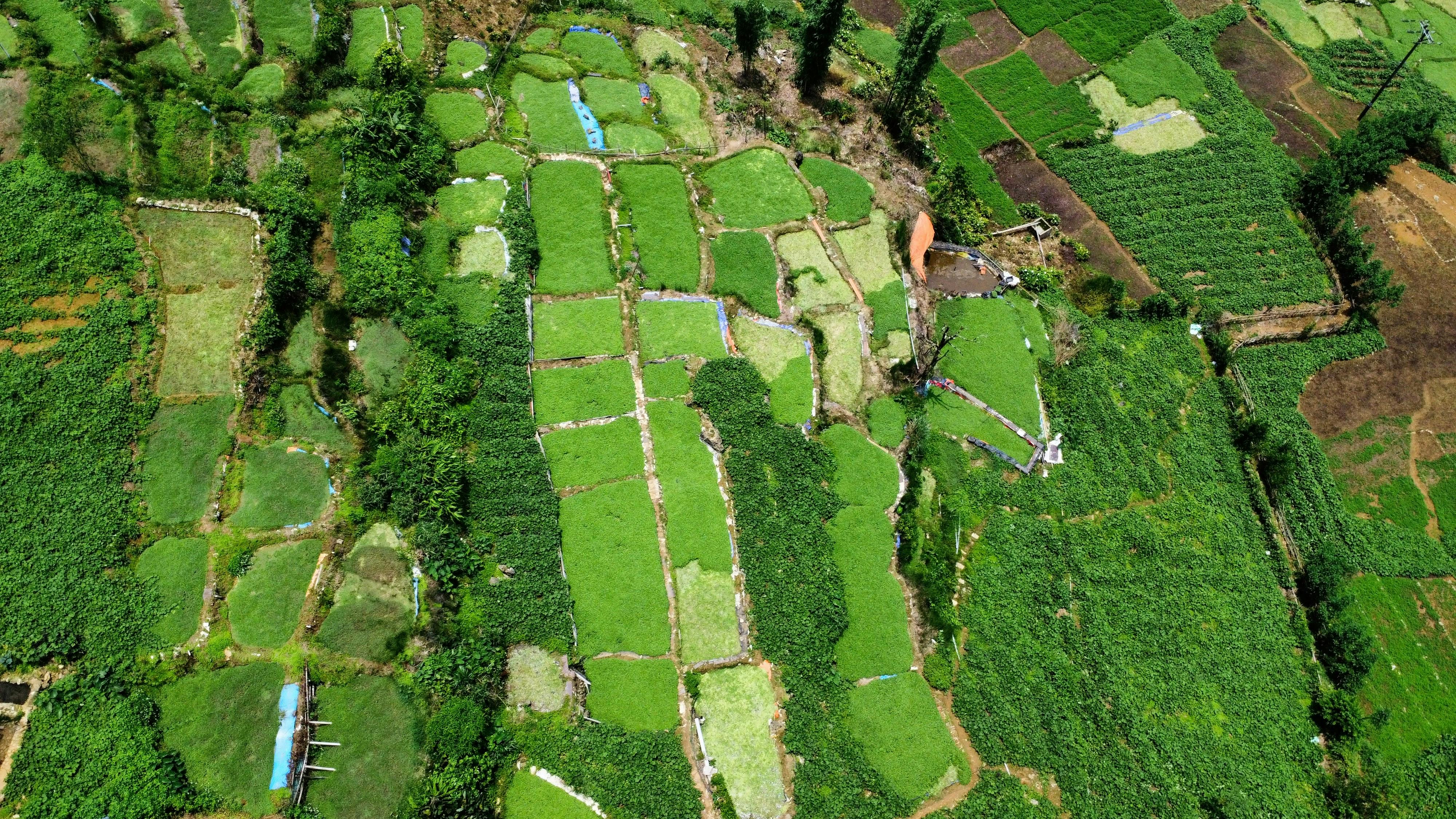 Aerial View of Lush Rice Fields in Northern Vietnam · Free Stock Photo